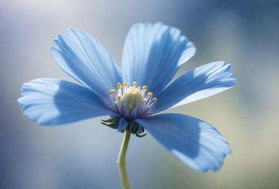 The primary subject of the image is a blue flower with yellow centers. The flower is situated in a blue background, which adds to the overall mood of the image. The visual style of the image is a close-up of the flower, showcasing its details and colors. The dominant colors in the image are blue and yellow, creating a serene and calming atmosphere.