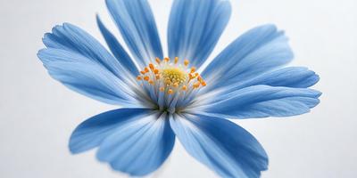 The primary subject of the image is a blue flower with a yellow center. The setting is a white background, which provides a clean and minimalistic look. The visual style is a close-up of the flower, showcasing its details. The dominant colors are blue and yellow, creating a calm and soothing atmosphere.