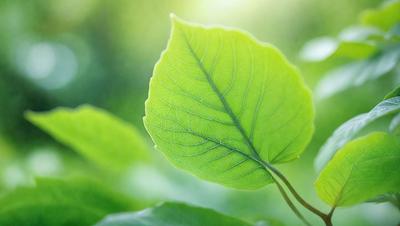 The primary subject of the image is a large green leaf, which is the main focus of the scene. The leaf is prominently displayed in the foreground, with a background of greenery and a bright, sunny day. The visual style of the image is a close-up of the leaf, showcasing its intricate details and textures. The colors in the image are predominantly green, creating a serene and natural atmosphere.