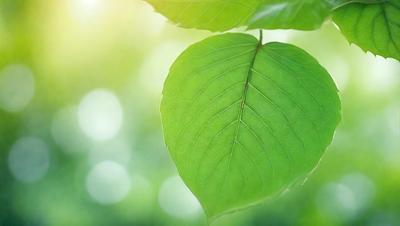 The primary subject of the image is a green leaf, which is the main object, scene, or focus of the image. The leaf is hanging from a tree branch, and the setting is a lush green forest. The visual style of the image is a photo, capturing the natural beauty of the leaf and its surroundings. The colors and mood of the image are predominantly green, conveying a sense of tranquility and connection to nature.