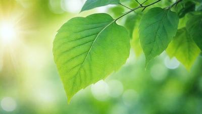 The primary subject of the image is a green leaf, which is the main object, scene, or focus of the image. The leaf is situated in a lush green environment, with a bright and sunny setting. The visual style of the image is a photo, capturing the natural beauty of the leaf in its surroundings. The colors and mood of the image are predominantly green, creating a serene and peaceful atmosphere.
