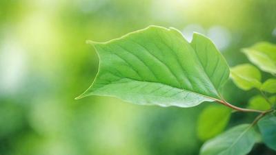 The primary subject of the image is a leaf, which is the main object, scene, or focus of the image. The leaf is green and is situated in a lush green environment, which serves as the setting or background. The visual style of the image is a photo, capturing the leaf in its natural surroundings. The colors and mood of the image are predominantly green, creating a serene and natural atmosphere.