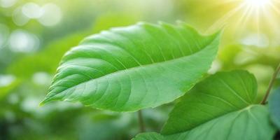 The primary subject of the image is a leaf, which is the main object, scene, or focus of the image. The leaf is green and appears to be a part of a tree. The setting/background consists of a green environment, with the leaf being the main subject. The visual style of the image is a photo, capturing the leaf in its natural surroundings. The colors and mood of the image are predominantly green, creating a calm and natural atmosphere.