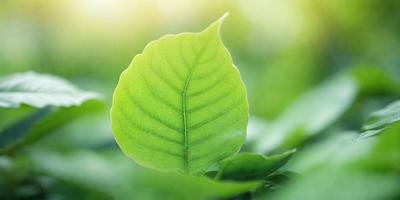The primary subject of the image is a large green leaf, which is the main focus of the scene. The leaf is situated in a lush green environment, surrounded by other green leaves. The visual style of the image is a close-up of the leaf, showcasing its intricate details. The colors and mood of the image are predominantly green, creating a serene and natural atmosphere.
