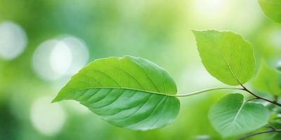 The primary subject of the image is a leaf, which is the main object, scene, or focus of the image. The leaf is green and is situated in a lush green environment, which serves as the setting or background. The visual style of the image is a photo, capturing the leaf in its natural surroundings. The colors and mood of the image are predominantly green, creating a serene and natural atmosphere.