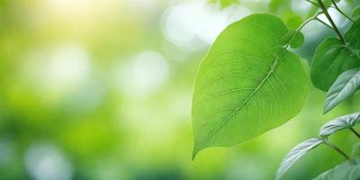 The primary subject of the image is a leaf, which is the main object, scene, or focus of the image. The leaf is green and is situated in a lush green environment, which serves as the setting or background. The visual style of the image is a photo, capturing the leaf in its natural surroundings. The colors and mood of the image are predominantly green, creating a serene and natural atmosphere.