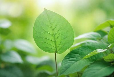 The primary subject of the image is a green leaf, which is the main object, scene, or focus of the image. The leaf is situated in a lush green environment, surrounded by other green leaves. The visual style of the image is a photo, capturing the natural beauty of the leaf in its natural habitat. The colors and mood of the image are predominantly green, creating a serene and peaceful atmosphere.