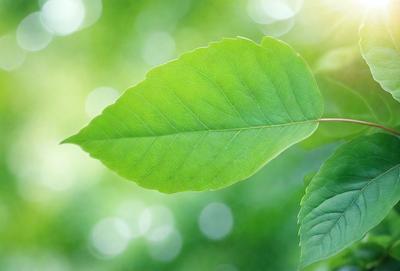 The primary subject of the image is a green leaf, which is the main object, scene, or focus of the image. The leaf is situated in a setting with a background of green trees, creating a natural and serene atmosphere. The visual style of the image is a photo, capturing the leaf in its natural environment. The colors and mood of the image are predominantly green, reflecting the lush and vibrant nature of the leaf and the surrounding trees.