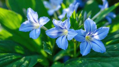The primary subject of the image is a group of blue flowers, which are the main focus of the scene. The flowers are set against a backdrop of green leaves, creating a vibrant and lively atmosphere. The visual style of the image is a photo, capturing the beauty of the flowers in their natural environment. The dominant colors in the image are blue and green, with the blue flowers standing out against the green leaves.