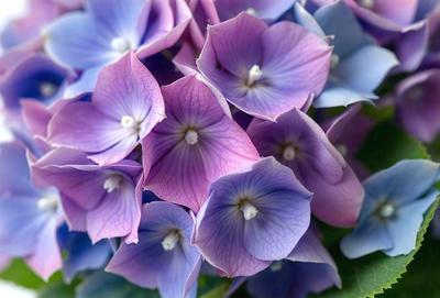The primary subject of the image is a bouquet of purple flowers. The flowers are arranged in a vase, creating a beautiful and colorful display. The setting is a garden, with the flowers placed in a potted plant. The visual style of the image is a close-up of the flowers, showcasing their details and beauty. The dominant colors in the image are purple and blue, creating a serene and calming atmosphere.