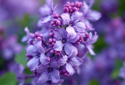 Purple flowers with pink petals, purple leaves, and purple stems.
