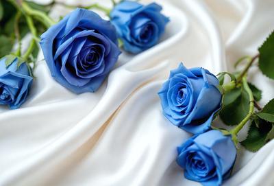 The primary subject of the image is a bouquet of blue roses. The setting is a white sheet or fabric, which serves as the background. The visual style is a close-up of the blue roses, showcasing their beauty. The colors and mood of the image are predominantly blue, creating a serene and calming atmosphere.