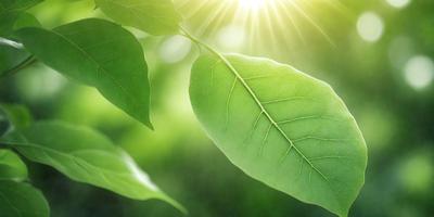 The primary subject of the image is a leaf, which is the main object, scene, or focus of the image. The leaf is green and is situated in a grassy area. The setting/background consists of a grassy field, and the visual style is a photo. The colors and mood of the image are predominantly green, creating a natural and serene atmosphere.