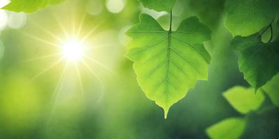 The primary subject of the image is a leaf, which is the main object, scene, or focus of the image. The leaf is green and is hanging from a tree. The setting/background consists of a bright, sunny day, with the sunlight shining through the leaves. The visual style of the image is a photo, capturing the natural beauty of the leaf and its surroundings. The colors and mood of the image are vibrant and lively, with the green leaf standing out against the bright, sun