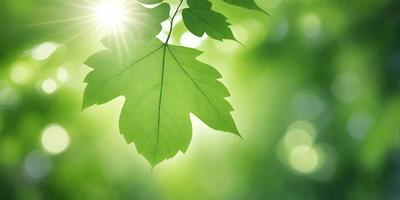 The primary subject of the image is a leaf, which is the main object, scene, or focus of the image. The leaf is green and appears to be a close-up of a leaf in a sunlit environment. The setting or background of the image is a green, leafy tree, which adds to the overall atmosphere of the scene. The visual style of the image is a photo, capturing the natural beauty of the leaf and its surroundings. The colors and mood of the image are predominantly green, creating a