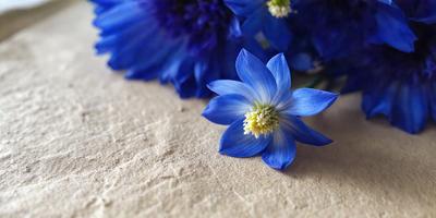 The primary subject of the image is a blue flower with a yellow center, sitting on a table. The setting is a table with a white surface, and the visual style is a close-up of the flower. The dominant colors in the image are blue and yellow, creating a calm and serene atmosphere.