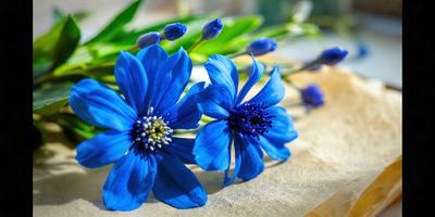 The primary subject of the image is a bouquet of blue flowers. The flowers are arranged in a vase, and they are placed on a table. The setting is indoors, with a wooden table visible in the background. The visual style of the image is a photo, capturing the beauty of the blue flowers in detail. The colors and mood of the image are predominantly blue, creating a calm and serene atmosphere.