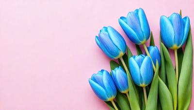 The primary subject of the image is a bouquet of blue tulips. The setting is a pink background, which adds a contrasting color to the scene. The visual style is a close-up of the flowers, showcasing their details. The colors and mood of the image are predominantly blue, creating a calm and serene atmosphere.