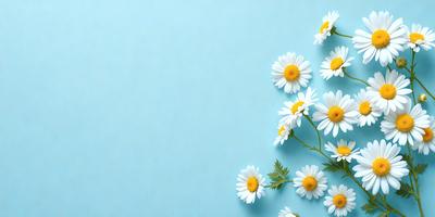 The primary subject of the image is a bouquet of white flowers, which are arranged in a visually appealing manner. The flowers are placed on a blue surface, which adds a contrasting and vibrant touch to the scene. The visual style of the image is a close-up of the flowers, showcasing their details and beauty. The colors and mood of the image are predominantly white and blue, creating a serene and calming atmosphere.