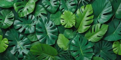 The image features a large green plant with many leaves, creating a lush and vibrant scene. The plant is the primary subject, and it is set against a backdrop of a green wall. The visual style of the image is a close-up of the plant, showcasing its intricate details. The dominant colors in the image are green, which creates a serene and natural atmosphere.