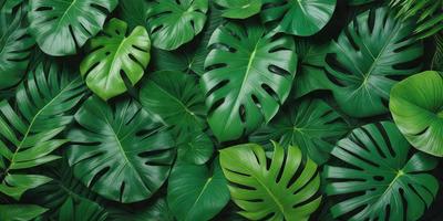 The image features a large group of green leaves, possibly from a plant or a group of plants. The leaves are arranged in a dense and lush manner, covering a significant portion of the image. The primary subject is the abundance of green leaves, which create a vibrant and natural atmosphere. The setting is outdoors, with the leaves being the main focus of the image. The visual style is a close-up of the leaves, showcasing their intricate details and textures. The colors and mood of the image