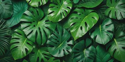 The image features a large green plant with many leaves, creating a lush and vibrant scene. The plant is the primary subject, and it is set against a backdrop of a green background. The visual style of the image is a close-up of the plant, showcasing its intricate details. The dominant colors in the image are green, which creates a serene and natural atmosphere.