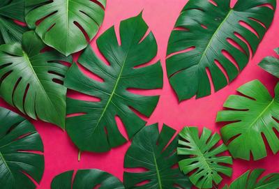 The image features a large group of green leaves, possibly from a palm tree, arranged on a pink background. The leaves are spread out and overlapping, creating a visually appealing and natural scene. The primary subject of the image is the green leaves, which are the main focus and the setting is a pink background. The visual style of the image is a close-up of the leaves, and the colors and mood are predominantly green and natural, with the pink background adding a touch of warmth and