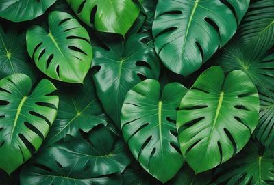 The image features a large group of green leaves, possibly from a plant or a pile of leaves. The leaves are arranged in a way that they form a heart shape. The primary subject of the image is the heart-shaped leaves, which are the main focus of the scene. The setting is outdoors, with the leaves placed on a surface, possibly a table or a ground. The visual style of the image is a close-up of the heart-shaped leaves, emphasizing their shape and texture. The colors and m