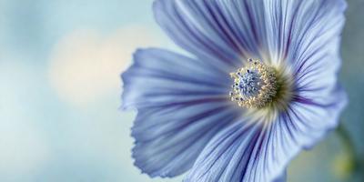 The primary subject of the image is a blue flower with a white center. The setting is a blue background, which creates a striking contrast with the flower. The visual style is a close-up of the flower, showcasing its details. The dominant colors are blue and white, giving the image a calm and serene atmosphere.