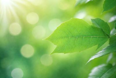 The primary subject of the image is a leaf, which is the main object, scene, or focus of the image. The leaf is green and is placed in a setting with a grassy background. The visual style of the image is a photo, capturing the natural beauty of the leaf. The colors and mood of the image are predominantly green, creating a serene and natural atmosphere.