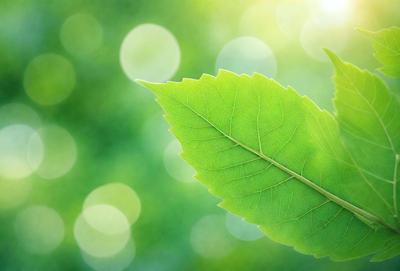 The primary subject of the image is a leaf, which is the main object, scene, or focus of the image. The leaf is green and is placed in a setting with a green background. The visual style of the image is a photo, capturing the leaf in its natural environment. The colors and mood of the image are predominantly green, creating a calm and serene atmosphere.