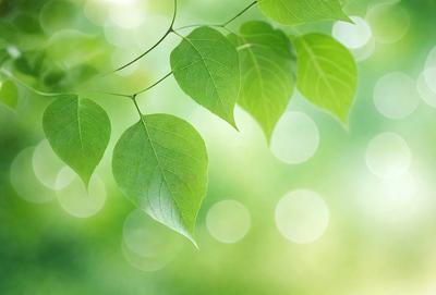 The primary subject of the image is a leaf, which is the main object, scene, or focus of the image. The leaf is green and is situated in a setting with a background of green leaves. The visual style of the image is a photo, capturing the natural beauty of the leaf. The colors and mood of the image are predominantly green, creating a serene and natural atmosphere.