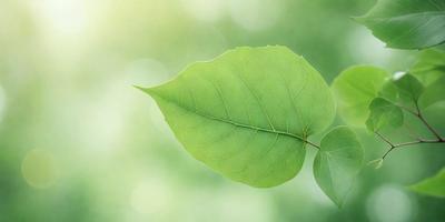 The primary subject of the image is a green leaf, which is the main object, scene, or focus of the image. The leaf is set against a backdrop of a bright green environment, which suggests a natural setting. The visual style of the image is a photo, capturing the leaf in its natural surroundings. The dominant colors in the image are green, which creates a calm and serene atmosphere.