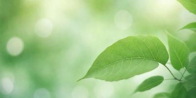 The primary subject of the image is a leaf, which is the main object, scene, or focus of the image. The leaf is green and is situated in a lush green environment, which serves as the setting or background. The visual style of the image is a photo, capturing the leaf in its natural surroundings. The colors and mood of the image are predominantly green, creating a serene and natural atmosphere.