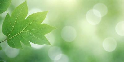 The primary subject of the image is a leaf, which is the main object, scene, or focus of the image. The leaf is green and is placed in a setting with a green background. The visual style of the image is a photo, capturing the leaf in its natural environment. The colors and mood of the image are predominantly green, creating a calm and serene atmosphere.