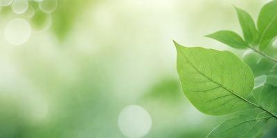 The primary subject of the image is a leaf, which is the main object, scene, or focus of the image. The leaf is green and is situated in a green background, which suggests a natural environment. The visual style of the image is a photo, capturing the leaf in its natural setting. The colors and mood of the image are predominantly green, creating a serene and calming atmosphere.