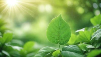 The primary subject of the image is a leaf, which is the main object, scene, or focus of the image. The leaf is green and is growing in a lush green environment, surrounded by other green leaves. The visual style of the image is a photo, capturing the natural beauty of the leaf in its natural habitat. The colors and mood of the image are vibrant and serene, with the green leaves creating a sense of tranquility and connection to nature.