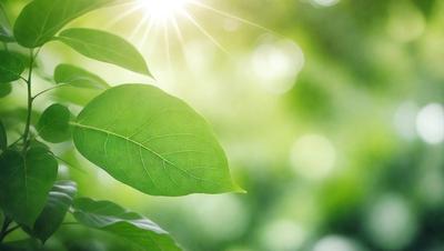 The primary subject of the image is a leaf, which is the main object, scene, or focus of the image. The leaf is green and is located in a setting with a bright sunlight shining through the trees. The visual style of the image is a photo, capturing the natural beauty of the leaf and its surroundings. The colors and mood of the image are vibrant and lively, with the green leaf standing out against the bright sunlight and the trees.
