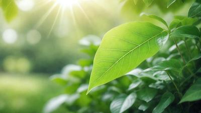 The primary subject of the image is a leaf, which is the main object, scene, or focus of the image. The leaf is green and is situated in a setting with a background of green plants. The visual style of the image is a photo, capturing the leaf in its natural environment. The colors and mood of the image are predominantly green, creating a serene and natural atmosphere.
