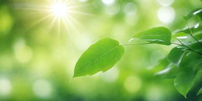 The primary subject of the image is a leaf, which is the main object, scene, or focus of the image. The leaf is green and appears to be growing in a lush green environment. The setting or background of the image includes a bright sunny day, with sunlight shining through the trees. The visual style of the image is a photo, capturing the natural beauty of the leaf and its surroundings. The colors and mood of the image are vibrant and lively, with the green leaf and sunlight