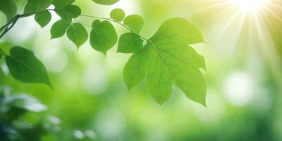 The primary subject of the image is a leaf, which is the main object, scene, or focus of the image. The leaf is green and is situated in a lush green environment, surrounded by other leaves. The visual style of the image is a photo, capturing the natural beauty of the leaf in its natural setting. The colors and mood of the image are vibrant and serene, with the green leaves creating a sense of tranquility and connection to nature.