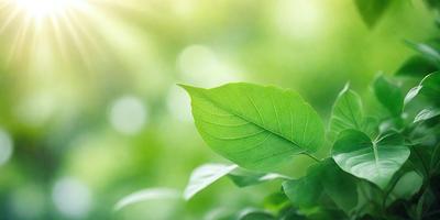 The primary subject of the image is a leaf, which is the main object, scene, or focus of the image. The leaf is green and is situated in a lush green environment, surrounded by other green leaves. The visual style of the image is a photo, capturing the natural beauty of the leaf in its natural setting. The colors and mood of the image are predominantly green, creating a serene and peaceful atmosphere.