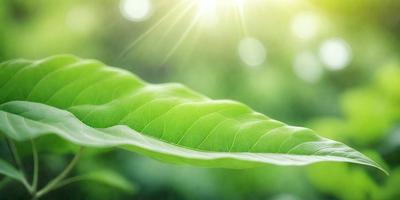 The primary subject of the image is a leaf, which is the main object, scene, or focus of the image. The leaf is green and appears to be a leaf from a tree. The setting/background of the image is a forest, with the leaf being the main subject in the foreground. The visual style of the image is a photo, capturing the natural beauty of the leaf in its natural environment. The colors and mood of the image are predominantly green, creating a serene and peaceful atmosphere.