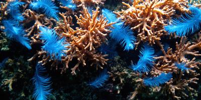 The primary subject of the image is a close-up of a coral reef with a variety of blue and orange coral. The setting is underwater, with the coral reef being the main focus of the image. The visual style is a close-up of the coral, showcasing its intricate details. The colors and mood of the image are vibrant and lively, with the blue and orange coral creating a striking contrast against the darker background.