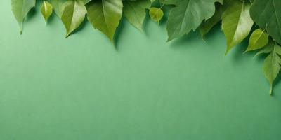 The primary subject of the image is a green wall with a leafy plant growing on it. The setting is an indoor environment, possibly a room with a green wall. The visual style is a photo, capturing the natural growth of the plant on the wall. The colors and mood of the image are predominantly green, creating a calm and serene atmosphere.