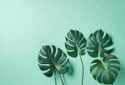 The image features three large green leaves, each with a distinct shape, placed on a green background. The leaves are arranged in a way that they appear to be growing from a single stem. The overall atmosphere of the image is lush and vibrant, with the green leaves serving as the primary subject.