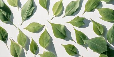 The primary subject of the image is a collection of green leaves, which are arranged in a visually appealing manner. The leaves are displayed on a white surface, creating a clean and minimalist look. The visual style of the image is a close-up of the leaves, showcasing their intricate details. The dominant colors in the image are green, which is the color of the leaves, and white, which serves as the background. The overall atmosphere of the image is serene and calming, as the leaves are presented in a