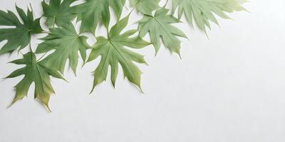 The primary subject of the image is a large green leaf, which is prominently displayed on a white background. The leaf is positioned in the center of the image, and it appears to be the main focus of the scene. The visual style of the image is a close-up of the leaf, showcasing its intricate details. The colors in the image are predominantly green, which adds a sense of freshness and natural beauty to the scene.