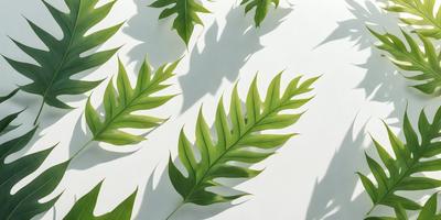 The image features a white background with a variety of green leaves and ferns. The leaves are arranged in a visually appealing manner, creating a sense of depth and dimension. The primary subject of the image is the green leaves and ferns, which are the main objects, scene, or focus of the image. The setting is a white background, which provides a clean and minimalistic environment for the leaves and ferns to be displayed. The visual style of the image is a combination of photo and digital art, as it capt