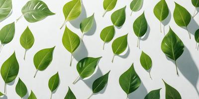 The primary subject of the image is a large number of green leaves, which are arranged in various positions and orientations. The leaves are displayed on a white background, creating a visually striking contrast. The visual style of the image is a combination of photo and digital art, as it captures the natural beauty of the leaves while also showcasing the artist's creativity in arranging them. The colors and mood of the image are predominantly green, which adds a sense of freshness and tranquility to the scene.